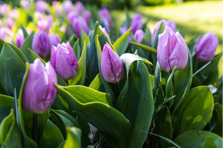 Tulpan 'Candy Prince'